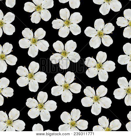 Seamless Pattern. White Cherry Flowers On A Black Background.