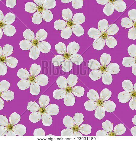 Seamless Pattern. White Cherry Flowers On A Pink Background.