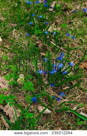 Blue Scilla Siberica Or Siberian Squill Flowers. First Spring Flowers. Blue Scilla Flowers Blooming 
