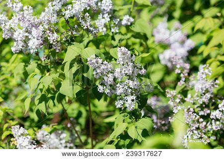 Floral Natural Background. Lilac Flowers Close Up. Lilac Flowers Background. Macro Image Of Spring L