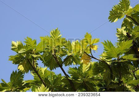 Breadfruit Leaves On Blue Sky , The Tropical Breadfruit Tree Against Blue Sky