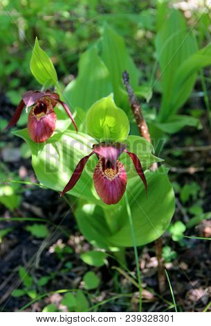 Two Awesome Lady's Slipper Flowers, View Above