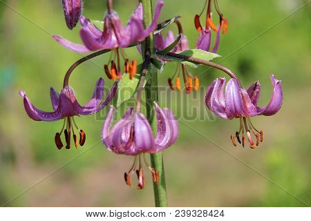 Amazing Purple Flowers Hang Like A Garland Or Chandelier On Green Stalk