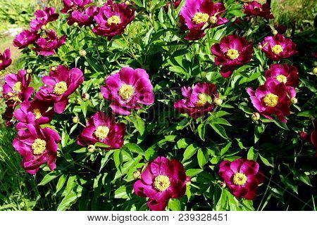View Above On The Group Of Red Flowers With Yellow Cores On Green Leaves Background