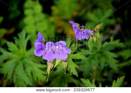 Amazing Gentle Blue Flowers Macro Image On Green Leaves Background