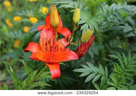 Awesome Fire-orange Flower With Opened Petals And Four Closed Buds Multicolored