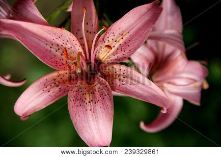 View Above On Beautiful Flower With Pink Petals With Black Dots And Pink Stamens