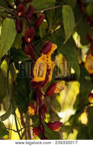 Yellow And Red Clock Vine Thenbergia Mysorensis Flowers