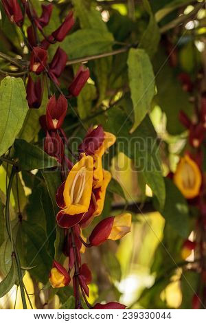 Yellow And Red Clock Vine Thenbergia Mysorensis Flowers