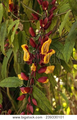 Yellow And Red Clock Vine Thenbergia Mysorensis Flowers