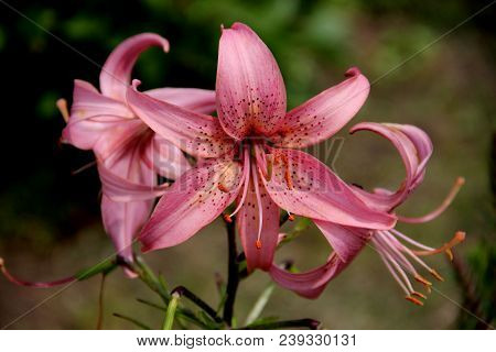 View Above On Beautiful Flower With Pink Petals With Black Dots And Pink Stamens