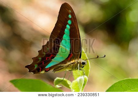 Blue Triangle Butterfly (graphium Sarpedon) In Australia