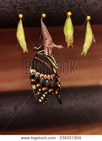 Palamedes Swallowtail Butterfly, Papilio Palamedes