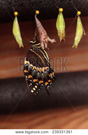 Palamedes Swallowtail Butterfly, Papilio Palamedes