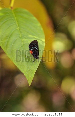 Black And Orange Red Atala Butterfly Called Eumaeus Atala Perches On A Green Leaf
