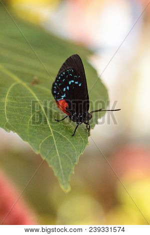 Black And Orange Red Atala Butterfly Called Eumaeus Atala Perches On A Green Leaf