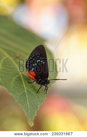 Black And Orange Red Atala Butterfly Called Eumaeus Atala Perches On A Green Leaf