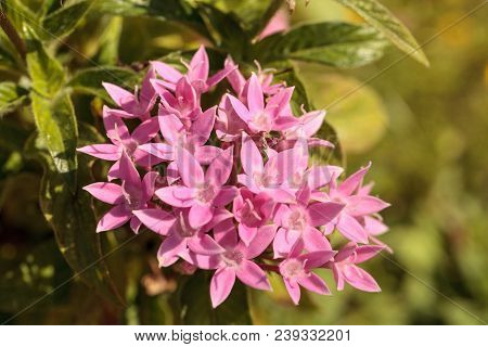 Graffiti Pink Star Flower Pentas Lanceolata Blooms In A Garden In Naples, Florida