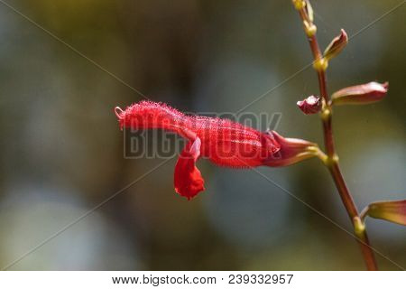 Red Salvia ‘phyllis Fancy’ Flower Blooms