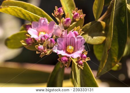 Flowering Rose Cactus Pereskia Grandiflora Blooms