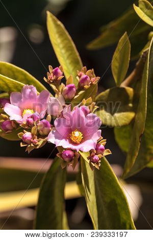 Flowering Rose Cactus Pereskia Grandiflora Blooms