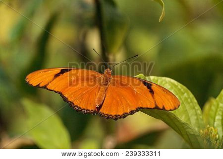 Orange Julia Butterfly Known As Dryas Julia