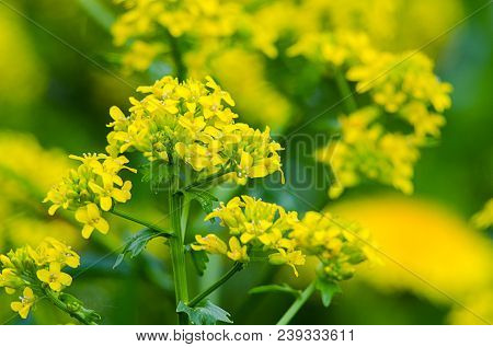 Yellow Coleseed Flowers Grow In Fresh Air In The Spring