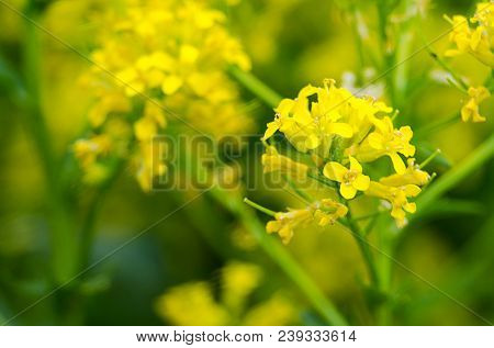 Yellow Coleseed Flowers Grow In Fresh Air In The Spring