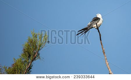 Swallow-tailed Kite Perches High In A Tree And Preens His Feathers