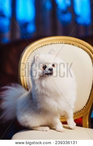 A Cute Pomeranian Dog Lounging On A Leather Armchair