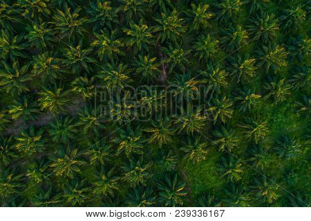 Oil Palm Plantation Field Aerial View With Sun Light