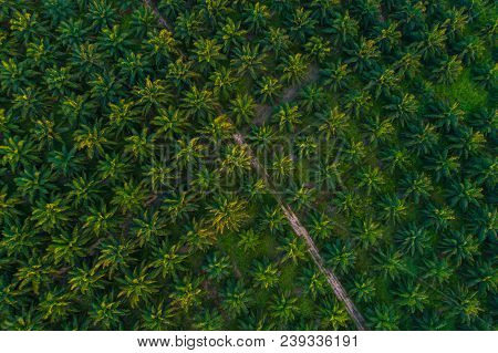 Oil Palm Plantation Field Aerial View With Sun Light