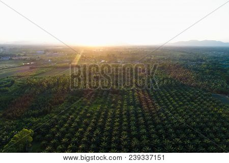 Oil Palm Plantation Field Aerial View With Sun Light