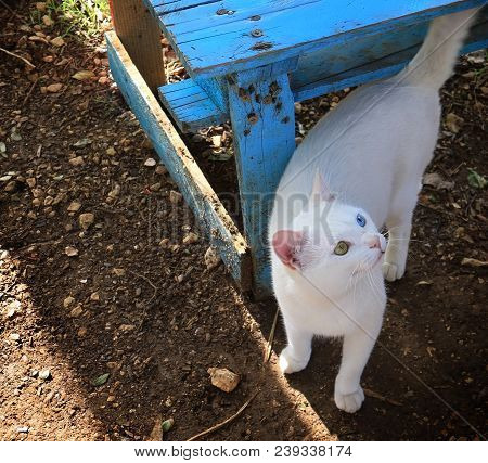 A Cat With Heterochromia Walking In The Garden.