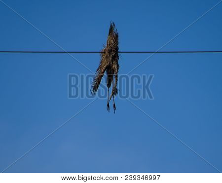 Dead Bird On The Wire. An Electric Bird Killed By An Electric Current