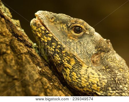 Portrait Of A Beautiful Lizard Uromastyx Acantinurus
