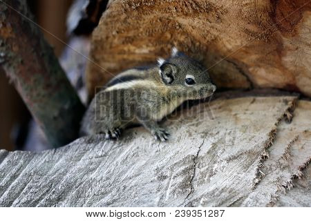 Full Body Of Chipmunk Small Striped Rodents Of The Family Sciuridae On The Tree.