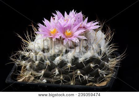 Cactus Turbinicarpus Laui With Flower Isolated On Black.