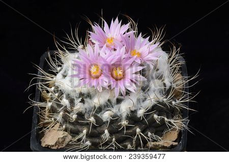 Cactus Turbinicarpus Laui With Flower Isolated On Black.