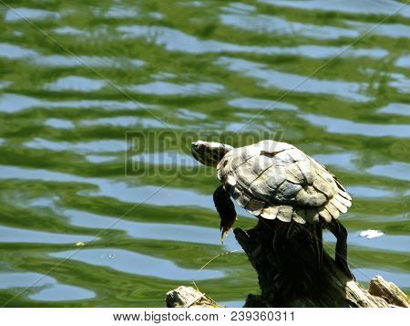 Yellow Bellied Slider ( Trachaemys Scripta Scripta) Living Feral In Uk River