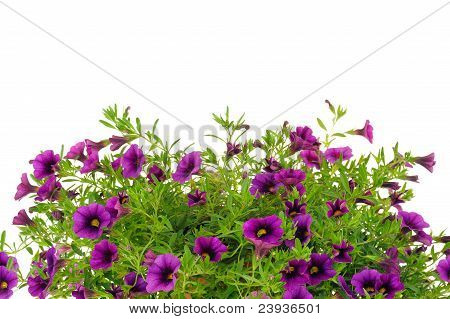 Pétunia Surfinia fleurs sur fond blanc