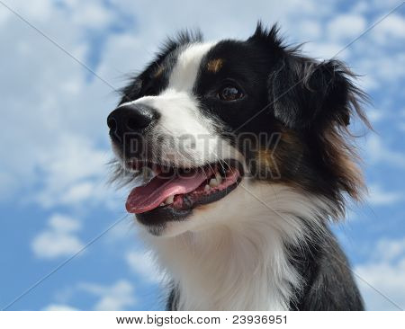 Australische herder (aussie)