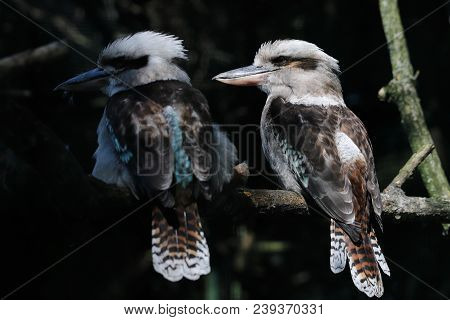 Close-up Portrait Of A Laughing Kookaburra Birds On The Tree Branch.