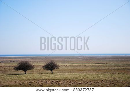 Great Plain Grassland With Two Trees By Ottenby On The Swedish Island Oland In The Baltic Sea