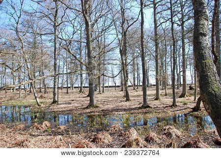 Springtime In The Nature Reserve By Ottenby On The Swedish Island Oland