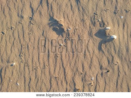 Traces Of Seabirds In The Sand On The Beach