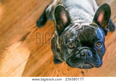 French Bulldog With Big Ears Watching The Camera Action