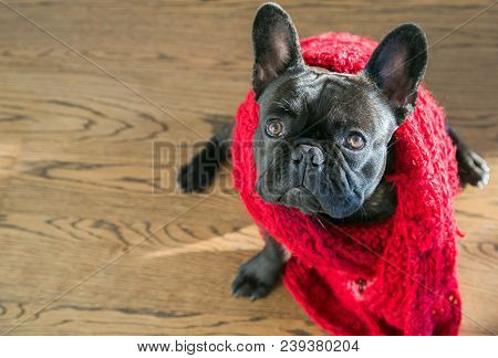 French Bulldog With Big Ears Posing For The Shot