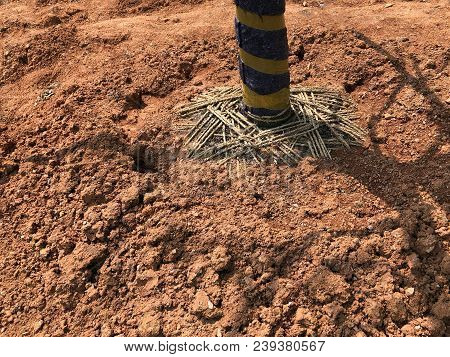 Planting A Tree In Soil. Developing A New Territory. Designing Landscaping. Taking Care Of Nature.