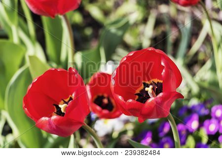 Awakening Of Spring. Very Nice Details In Nature. Three Red Tulips Close Up And Green Grass In The B